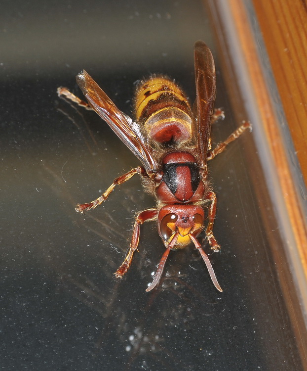 Vespa crabro -  in casa